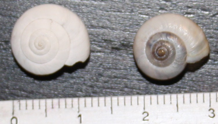 Monacha da identificare